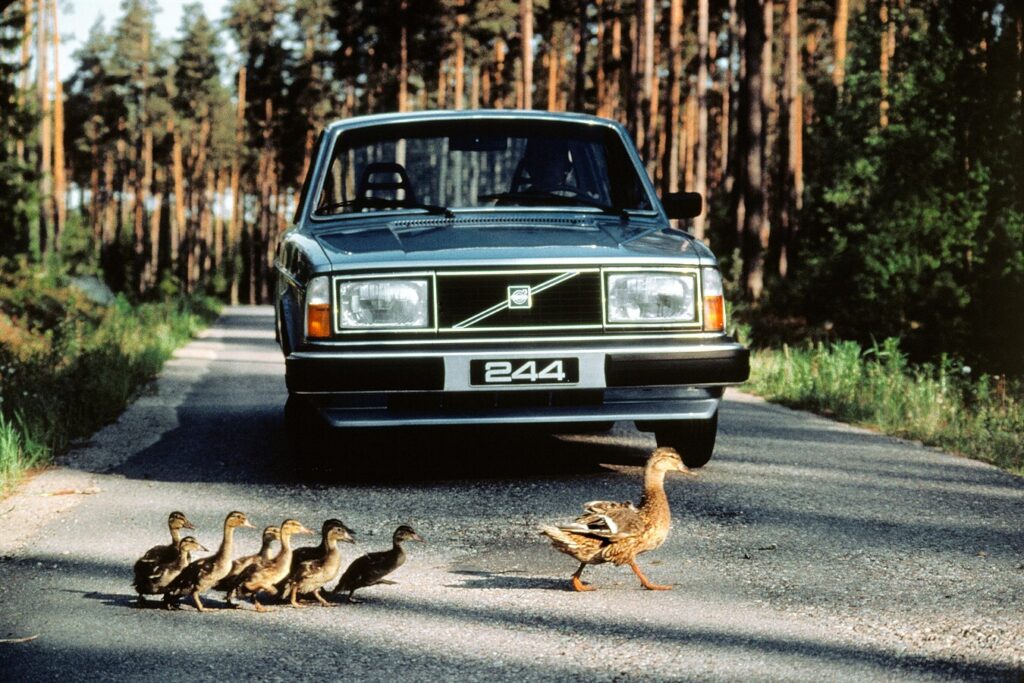 Volvo 240 duckling crossing